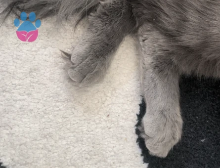 Merhaba oğlumuza eş arıyoruz. Çok oyuncu güzel arkadaş canlısı bir karaktere sahip.  İlginilenenler mesaj atarak ulaşabilir. Whatssap da olur