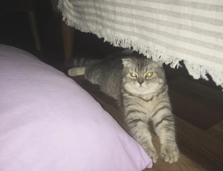 Scottish Fold 1 Yaşında Eş Arıyor - 118972672