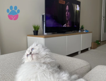7 aylık scottish fold Longhair beyaz mavi göz