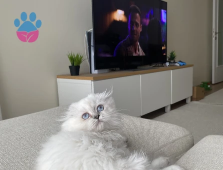 7 aylık scottish fold Longhair beyaz mavi göz