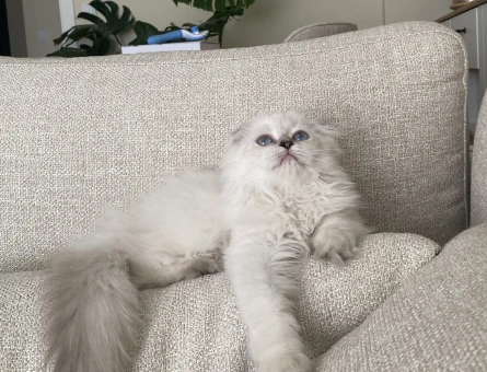 7 aylık scottish fold Longhair beyaz mavi göz - 118972673