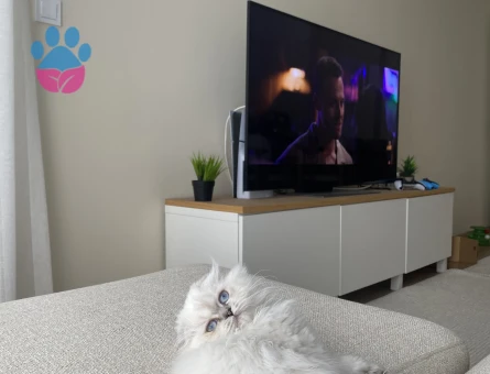 7 aylık scottish fold Longhair beyaz mavi göz
