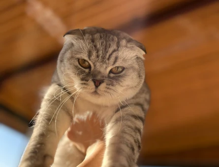 Scottish Fold Kedime Acil Eş Arıyorum - 118972674