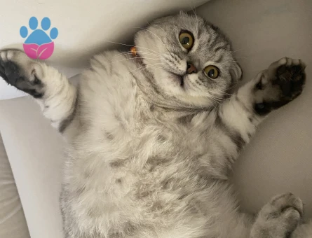 Scottish Fold Kedime Acil Eş Arıyorum
