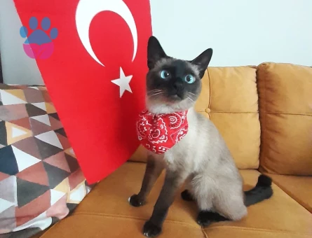 3 yaşındaki siyam oğlumuza eş arıyoruz