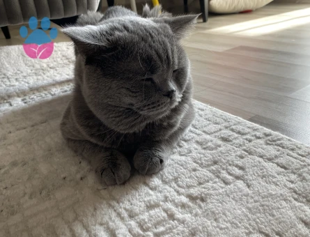 Erkek kedimize eş arıyoruz