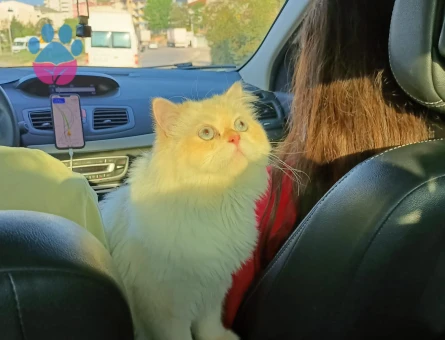 British Longhair Pamuk Oğluma Eş Arıyorum