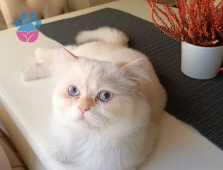 British Longhair Pamuk Oğluma Eş Arıyorum