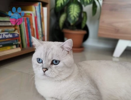 British Shorthair Oğluma Eş Arıyorum
