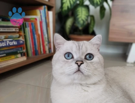 British Shorthair Oğluma Eş Arıyorum
