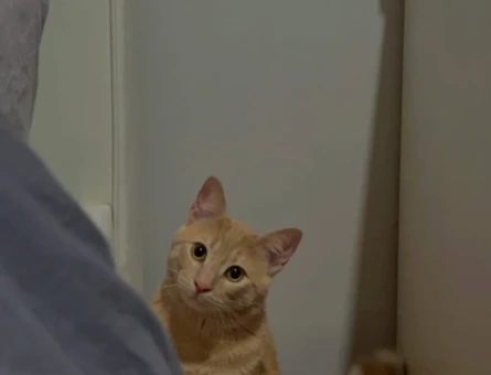 Simba için güzel bir hanimefendi - 118972685