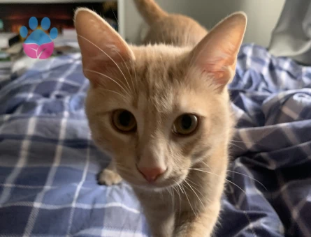 Simba için güzel bir hanimefendi