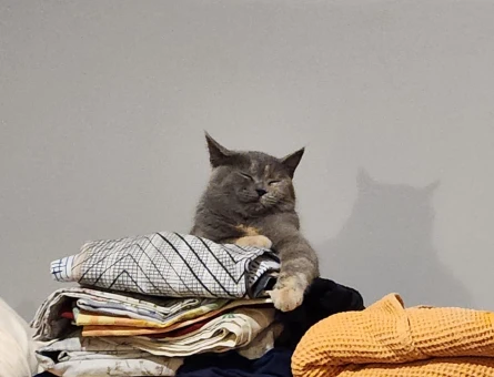 British Shorthair Dişi Kızgınlıkta - 118972686