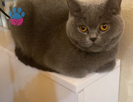 Dişi kedime eş arıyorum