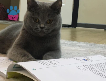 Dişi kedime eş arıyorum