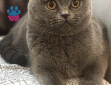 Dişi kedime eş arıyorum