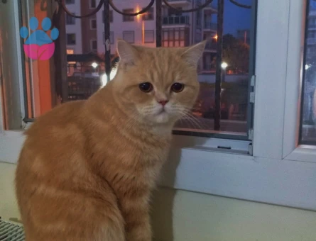 Oğlum paşaya dişi bir eş ariyorum