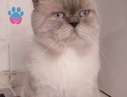 Blue point erkek kedimize dişi eş arıyoruz