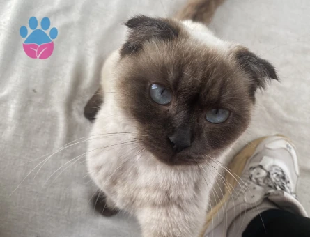 Siyam kızımız için uygun bir erkek arıyoruz