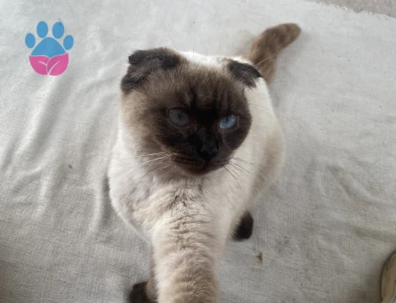 Siyam kızımız için uygun bir erkek arıyoruz