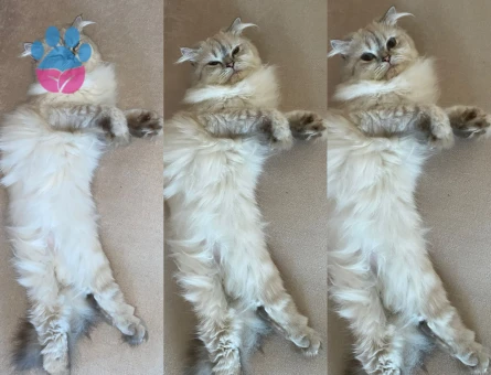 Scottish straight longhair 3 Yaşında Eş Arıyor