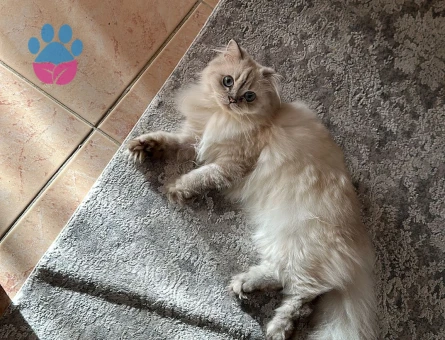 Scottish straight longhair 3 Yaşında Eş Arıyor