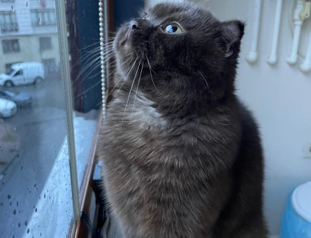 Scottish Fold Yakışıklı Oğlum Eş Arıyor - 118973384