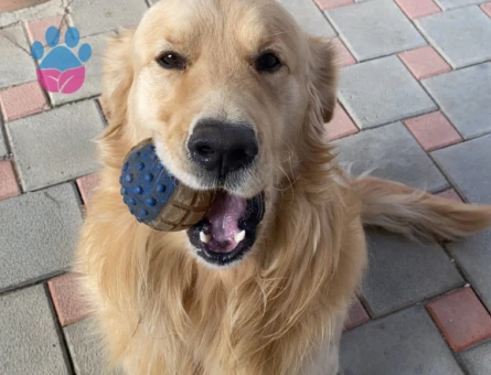 Golden Retriever Alfa Eş Arıyor 5 Yaşında