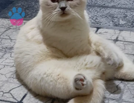 Oğlumuza eş arıyoruz