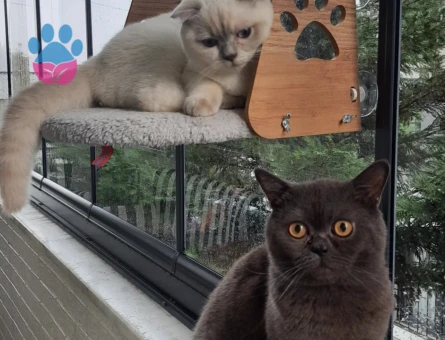 Oğlumuza eş arıyoruz