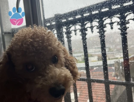 Mocha ya eş arıyoruz