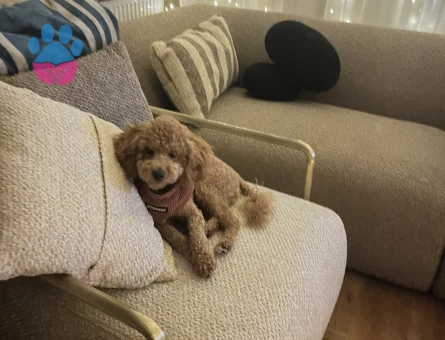 Mocha ya eş arıyoruz