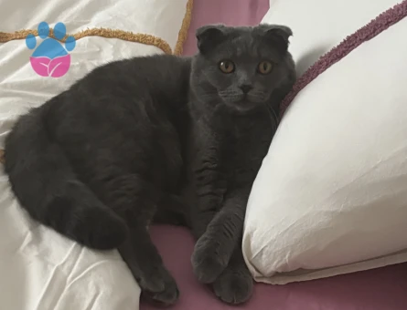 Scottish fold erkek