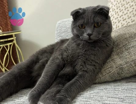 Scottish fold erkek