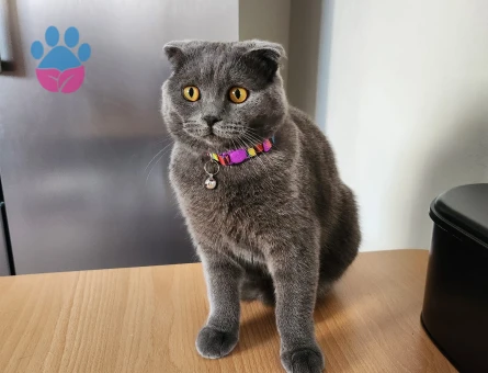 Scottish fold erkek