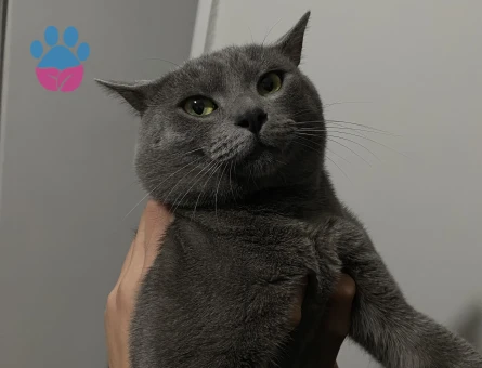 Erkek kedimize eş arıyoruz