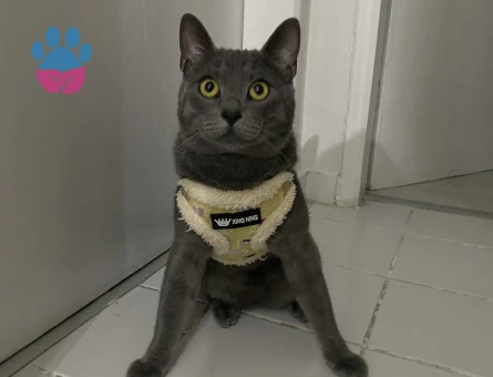 Erkek kedimize eş arıyoruz