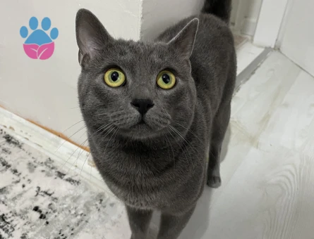 Erkek kedimize eş arıyoruz