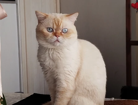 Britishshorthair - 118973396