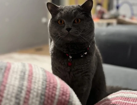 British shorthair - 118973402