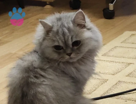 British Longhair 3 Yaşında Kedime Eş Arıyorum