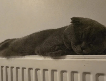 erkek Scottish Fold - 118973406