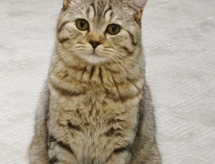 British Shorthair 11 Aylık Kedim Eş Arıyor - 118981160