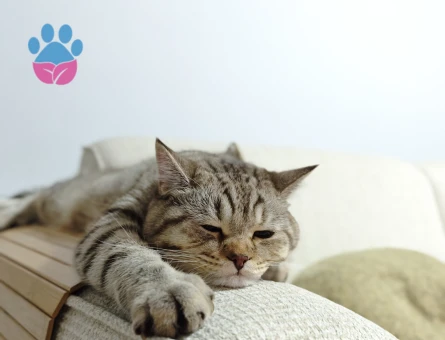 British Shorthair 11 Aylık Kedim Eş Arıyor