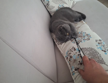 Scottish fold shorthair erkek - 118981161