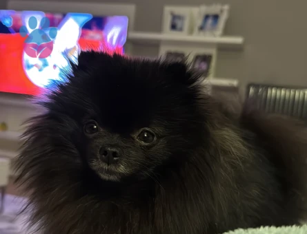 2 YAŞINDAKİ OĞLUMA EŞ ARIYORUM