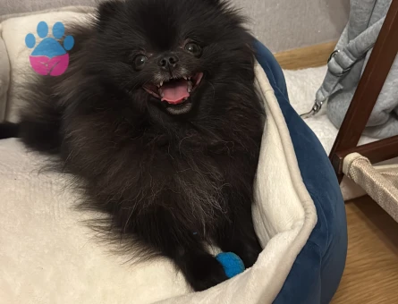 2 YAŞINDAKİ OĞLUMA EŞ ARIYORUM