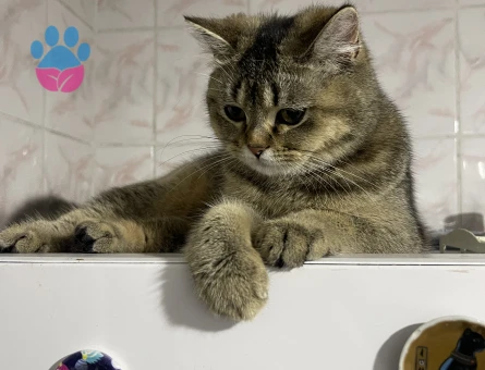 Çiftleştirme Aranıyor - 1,5 Yaşında Dişi Scottish Straight