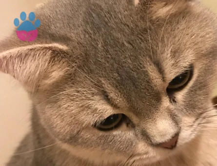 11 aylık kedime dişi eş arıyorum