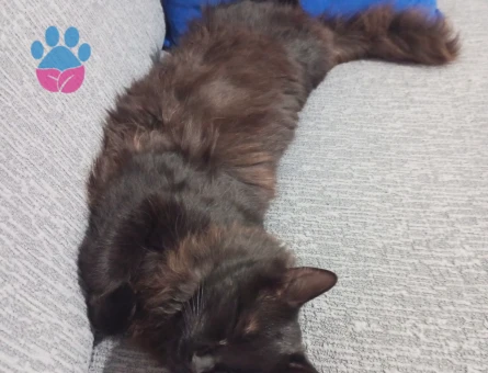 Kızımıza eş arıyoruz